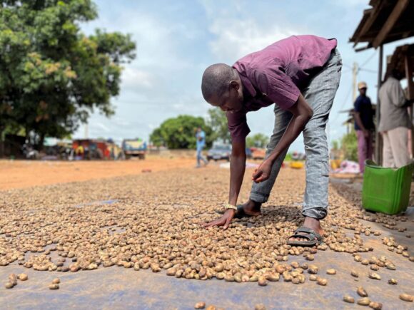 Ivory Coast increases its anticipated cashew production as exports are impacted by proposed tariffs