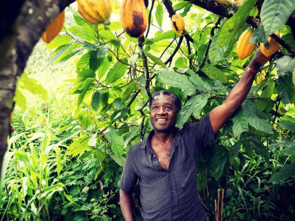 The government of Ghana will purchase land for cocoa plantations