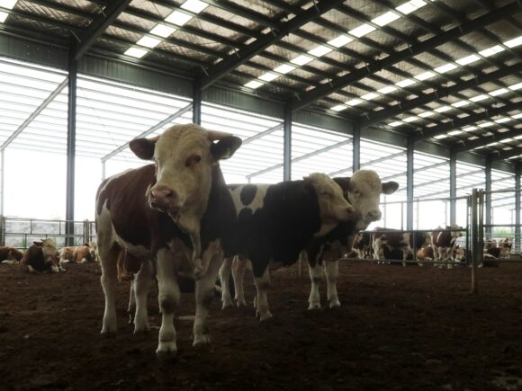 Nigeria aims to reduce its $1.5 billion milk import expense by importing Danish cows