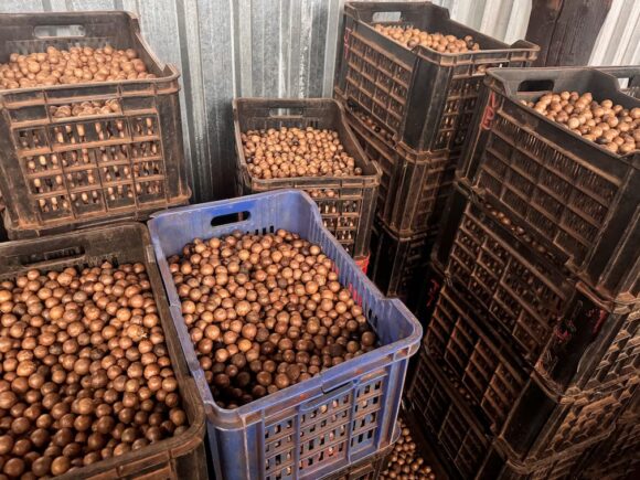 South African macadamia farmers are looking for new markets after the US tax shock
