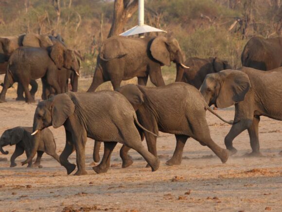 Zimbabwe grants permission for at least fifty elephants to be culled