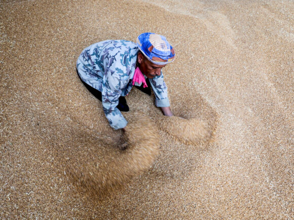 Egypt stops collecting wheat because its purchases don’t meet its goals, according to papers