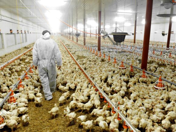 Brazil Says Commercial Poultry Is Bird Flu-Free and Plans to Resume Exports