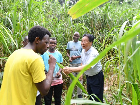 China’s Juncao technology encourages African agricultural innovation