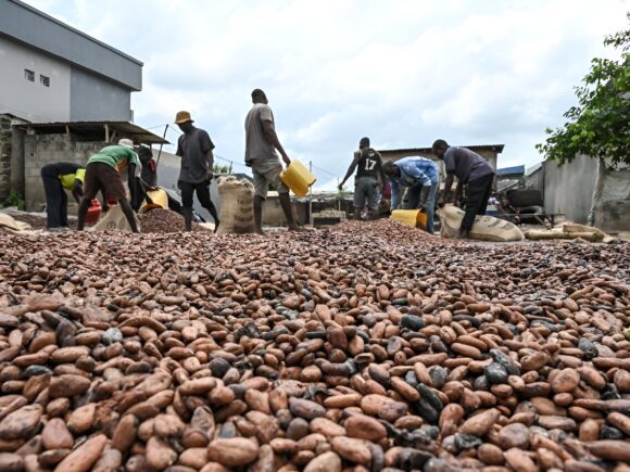Ghana’s cocoa regulator warns of a decline in production, due to the severe rains