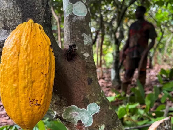 Farmers in Ivory Coast said their cocoa crop is healthy but needs more sunlight
