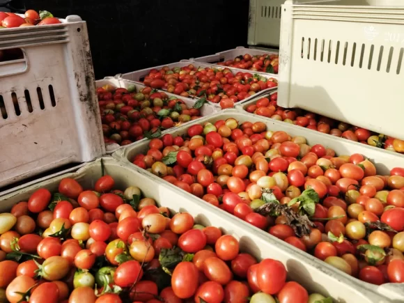 Mexico establishes minimum fresh tomato export pricing
