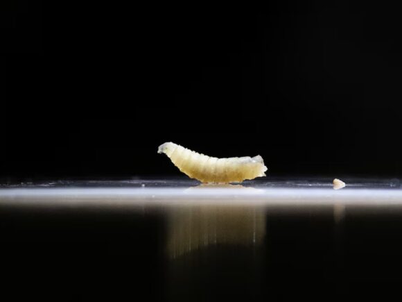 Mexican ranchers who were bitten by a flesh-eating screwworm want the smuggling of cattle to stop