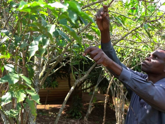 Congolese coffee growers worry that war would reverse recent progress