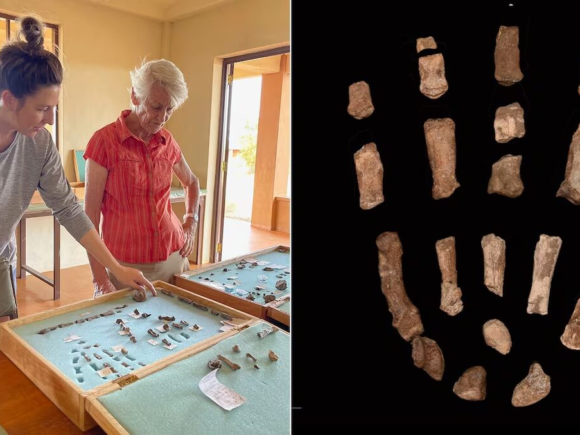 Fossils of hands and feet belonging to an old human relative were discovered in Kenya