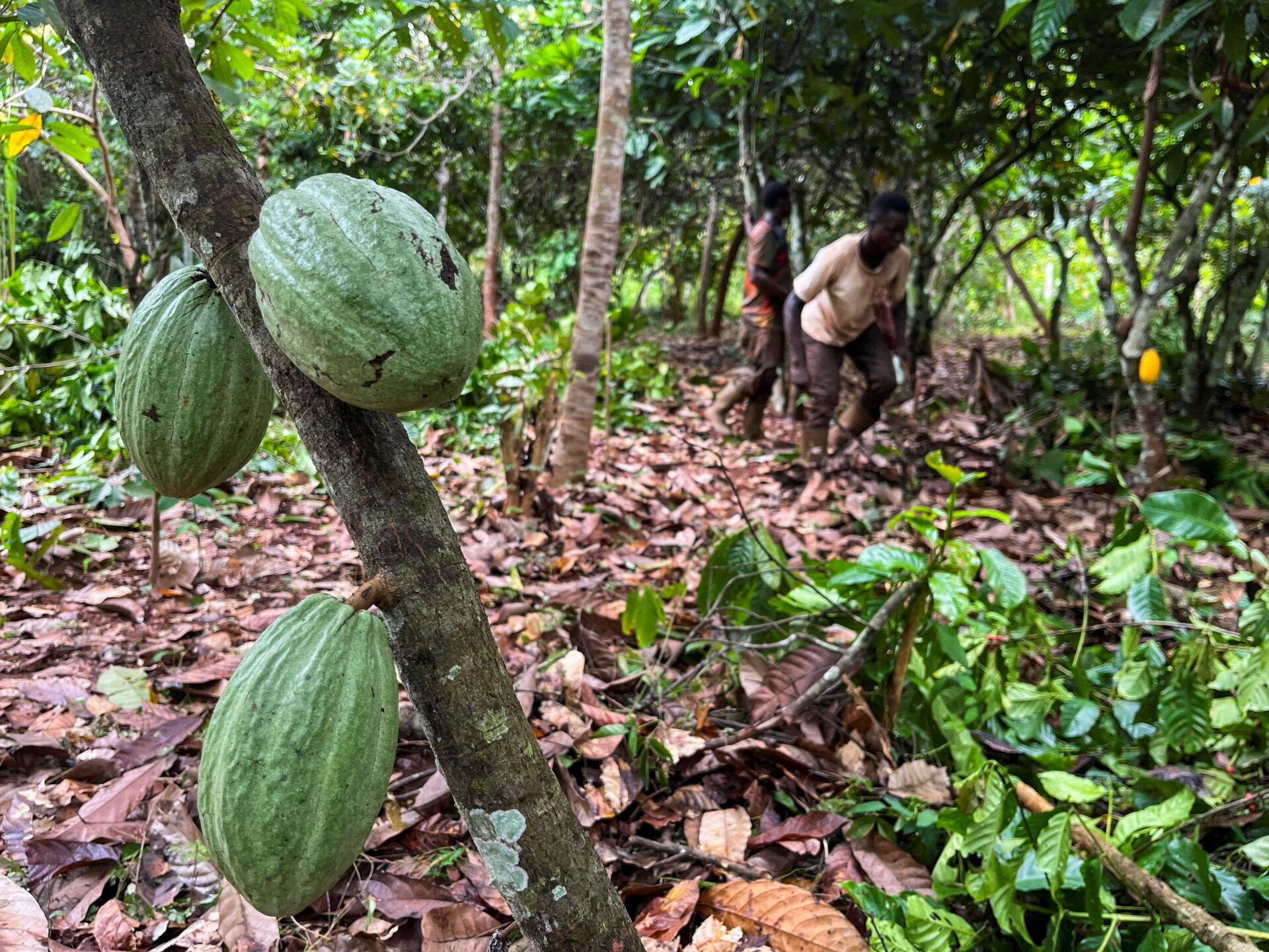 Ivory Coast tracks 40% of its cocoa beans while the EU delays a law to stop trees from being cut down – report
