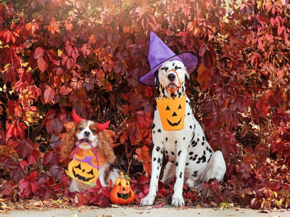 People who dress up as cats or dogs for Halloween risk going to jail