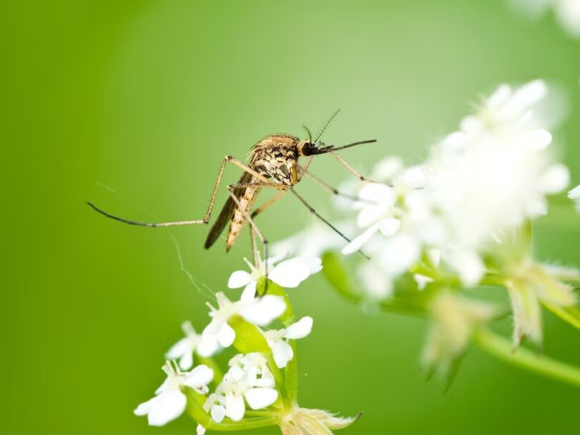 Mosquitoes Discovered in Iceland for the First Time Following Unprecedented Spring Heat