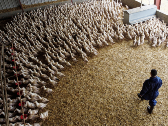 Institut Pasteur Warns That Bird Flu Could Cause a Pandemic Worse Than COVID