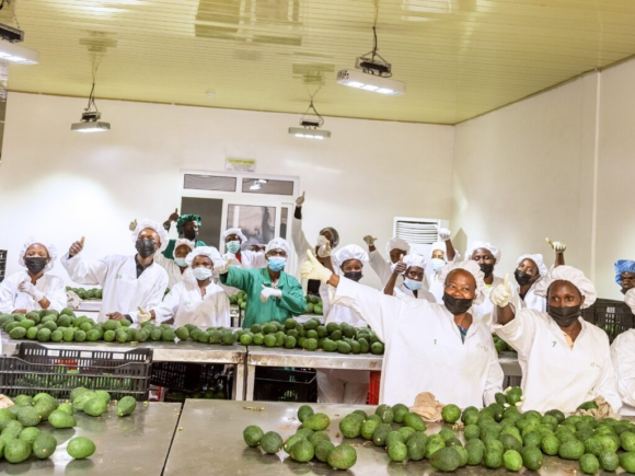 Rwanda may soon sell avocados to China