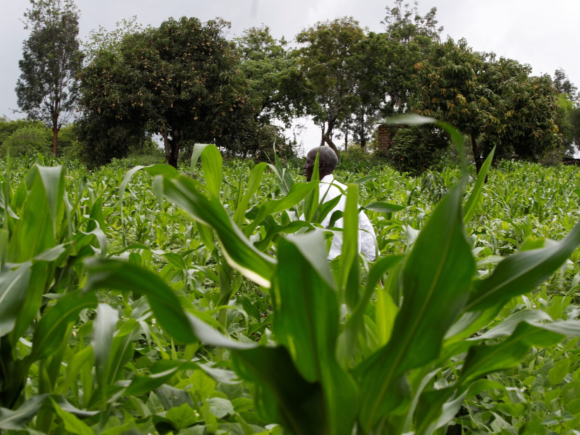 Farmers in Kenya win court ruling to share local seeds