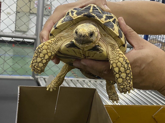 Interpol Breaks Records in Global Wildlife Trafficking Crackdown, Seizing Nearly 30,000 Animals