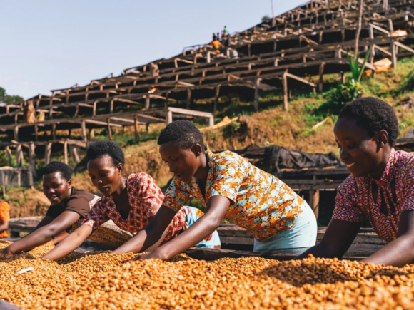 China, US, and Belgium are the main buyers as Rwanda’s coffee revenues rise