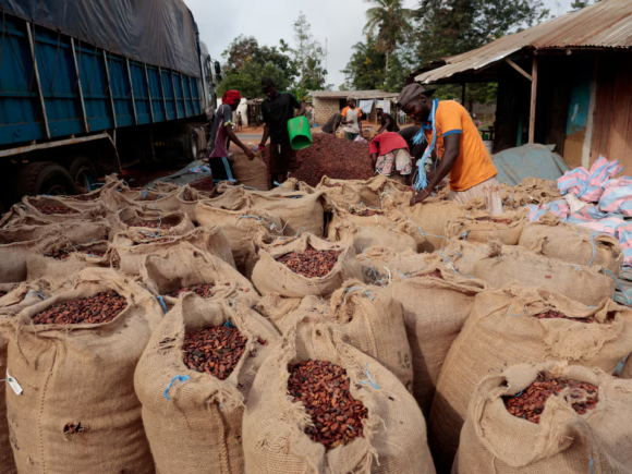 Exclusive: Sources indicate that Ivory Coast is contemplating a cocoa price reduction, similar to Ghana’s recent decision