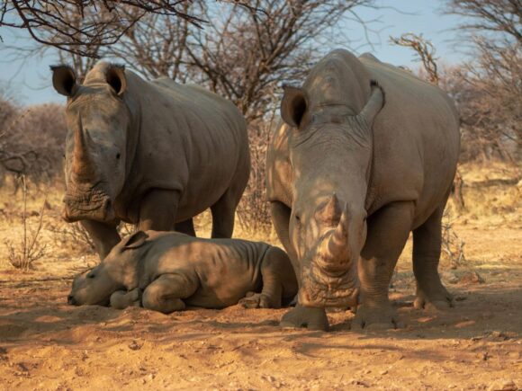 Rhinos have been reintroduced to a Ugandan park after an absence of more than forty years